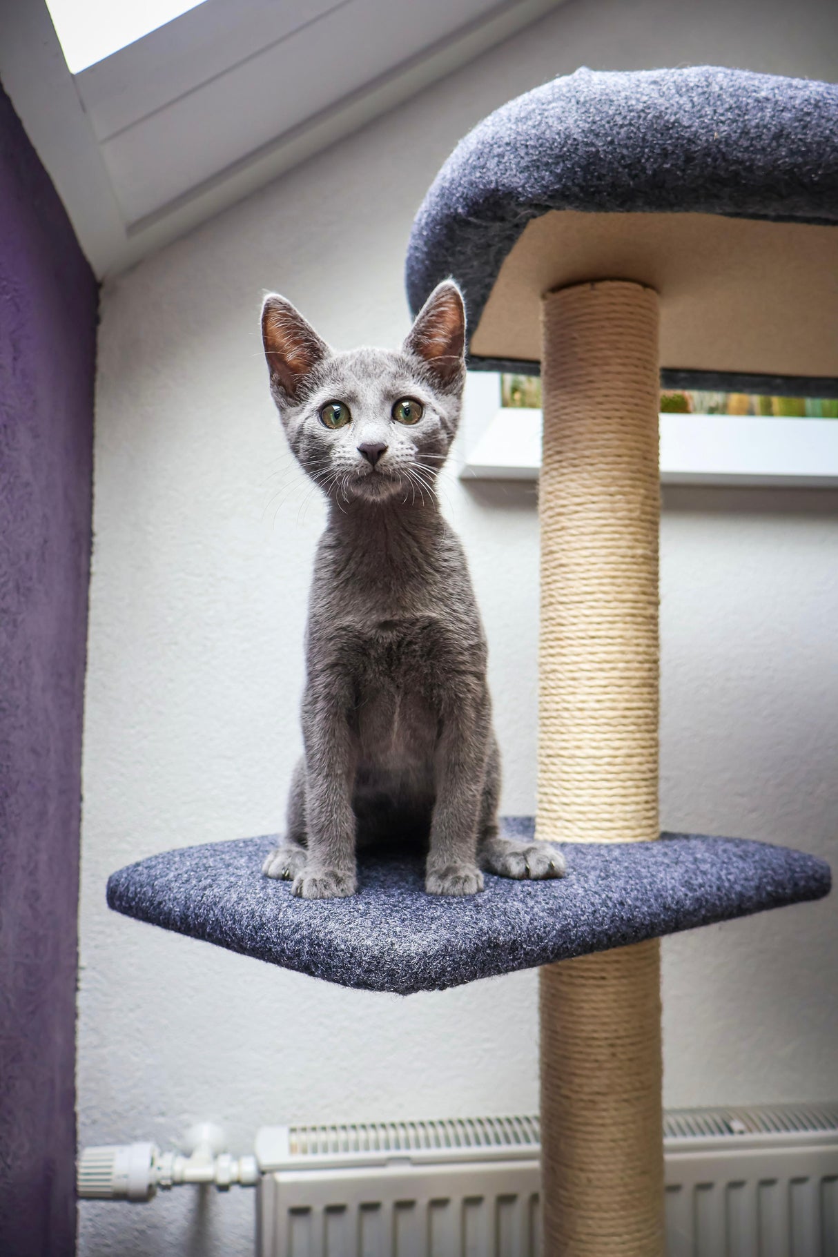 Gratter les chats post-escalade Tree-Grey-50x38x140 cm