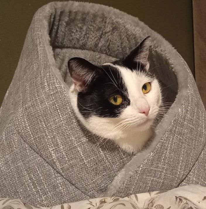 Momo kattenbed - makkelijk schoon te maken - perfect voor katten SpirePets