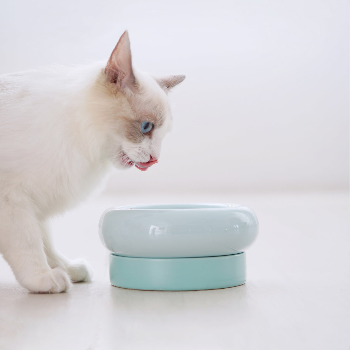 Katten voerbak - Drinkbak voor katten - Verhoogd ontwerp - One Size Fits All - Kleur Blauw - 16.6x16.6x8cm (LxBxH) SpirePets