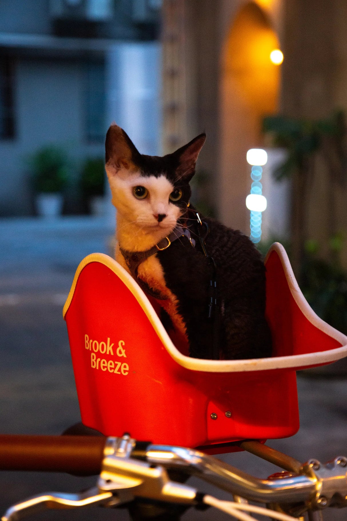 Brooke & Breeze Canine Copilot - Amber Light Orange Brooke & Breeze