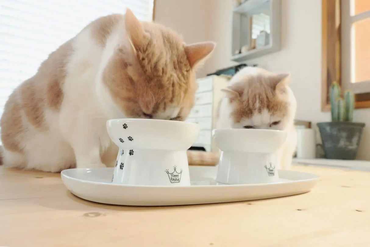 Katten Dienblad - Dubbel voor twee katten voerbakjes - Wit - 35 x 20 x 1.9 cm (LxBxH) Keramisch dienblad Coolgods